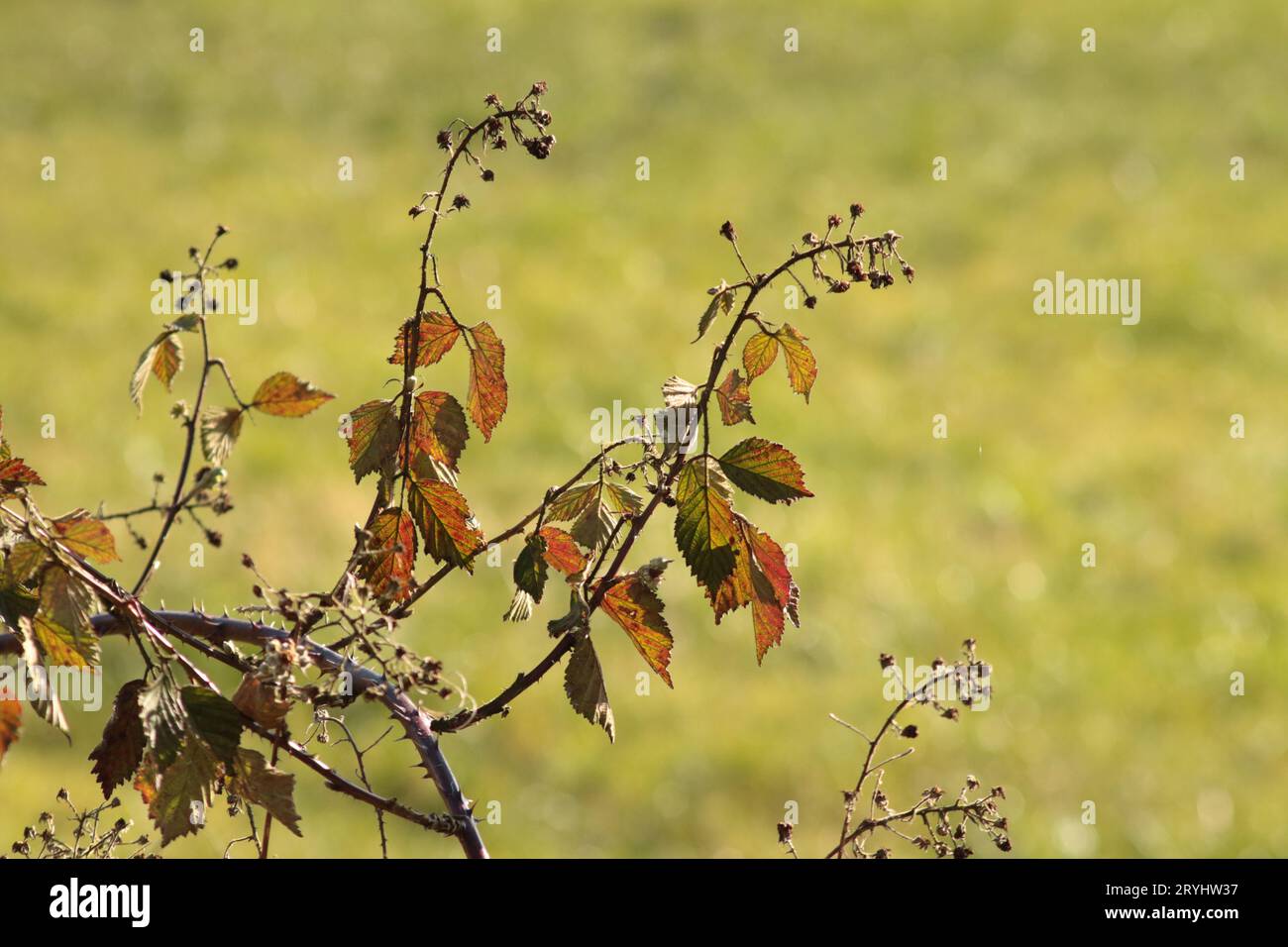 Ein Bramble der Gattung Rubus, mit seinen gefallenen Blütenblättern und seinen bunten Blättern, die die Farben des Herbstes aka Fall annehmen. Stockfoto