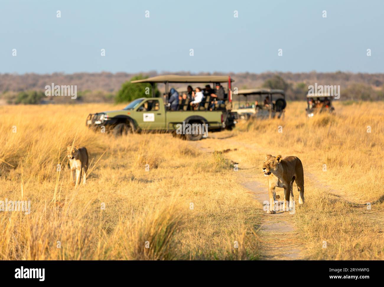Lionesse spazieren auf der Straße vor dem Hintergrund eines Autos mit Touristen. Afrika. Stockfoto