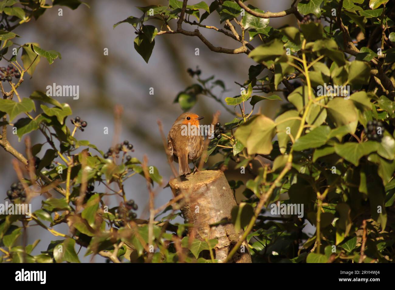 Ein sehr süßer Europäischer Rotbrust Vogel, saß auf einem gesägten Baumstamm, umgeben von grünem Efeu und dunklen Beeren im Sonnenschein. Stockfoto