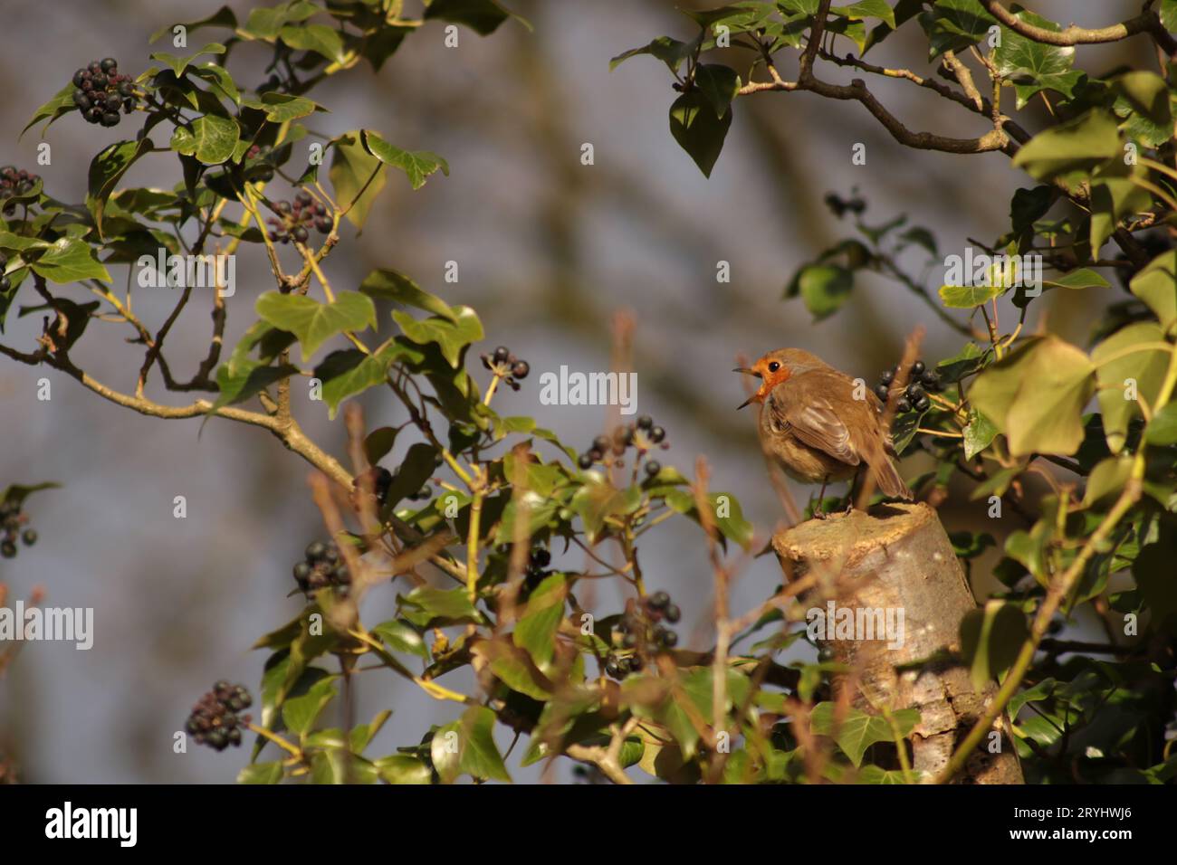 Ein sehr niedlicher Rotkehlchen-Vogel, der mit seinem offenen Schnabel singt, saß auf einem gesägten Baumstamm, umgeben von grünem Efeu und dunklen Beeren in der Sonne. Stockfoto