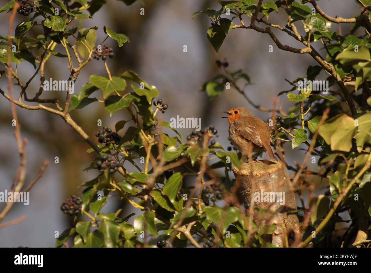 Ein sehr niedlicher Rotkehlchen-Vogel, der mit seinem offenen Schnabel singt, saß auf einem gesägten Baumstamm, umgeben von grünem Efeu und dunklen Beeren in der Sonne. Stockfoto