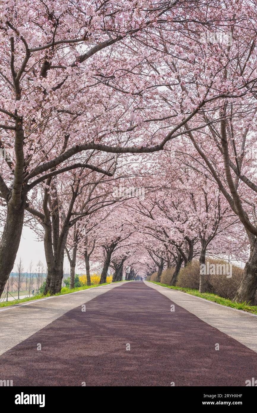 Frühlingsrosa Kirschblüten und Wanderweg im Daejeo Eco Park, Busan Südkorea Stockfoto