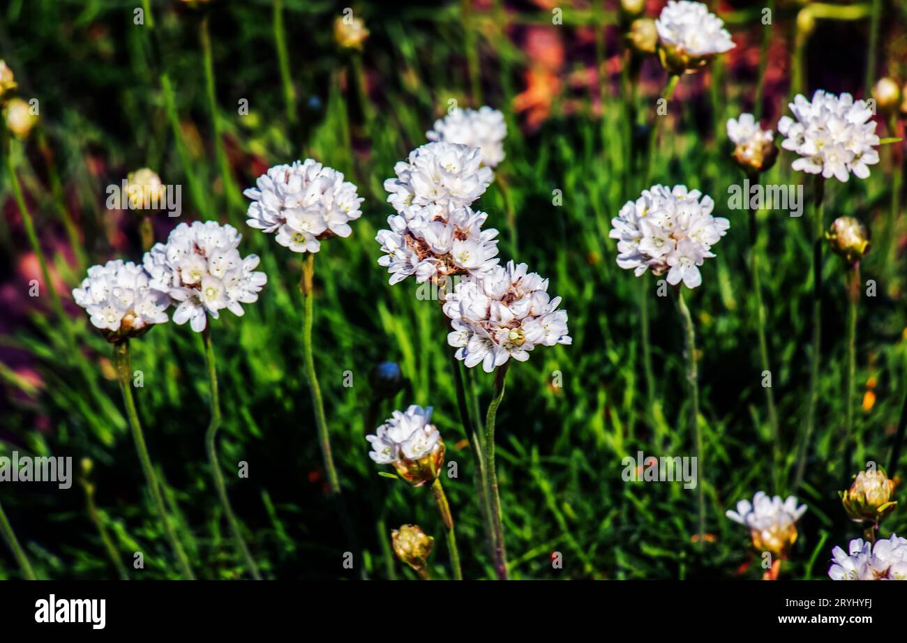 Blühende Pflanze. Pink und weiß Armeria maritima 'Alba' oder Seefracht. Armeria Ballerina Purple Rose Stockfoto