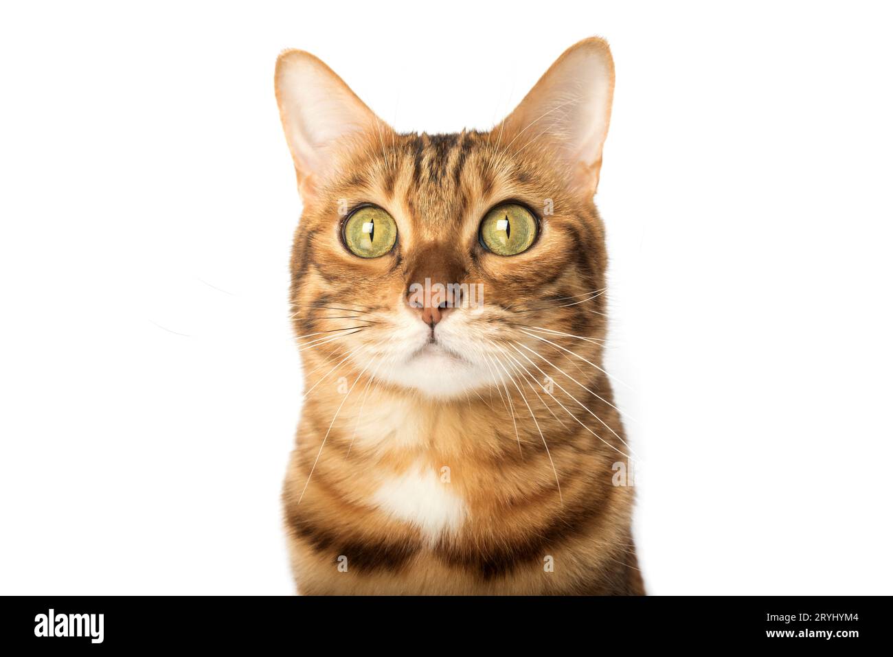 Nahporträt einer ernsten Katze. Maul einer niedlichen bengalischen Katze. Stockfoto