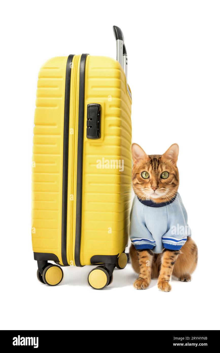Bengalische Katze und gelber Koffer auf weißem Hintergrund. Stockfoto