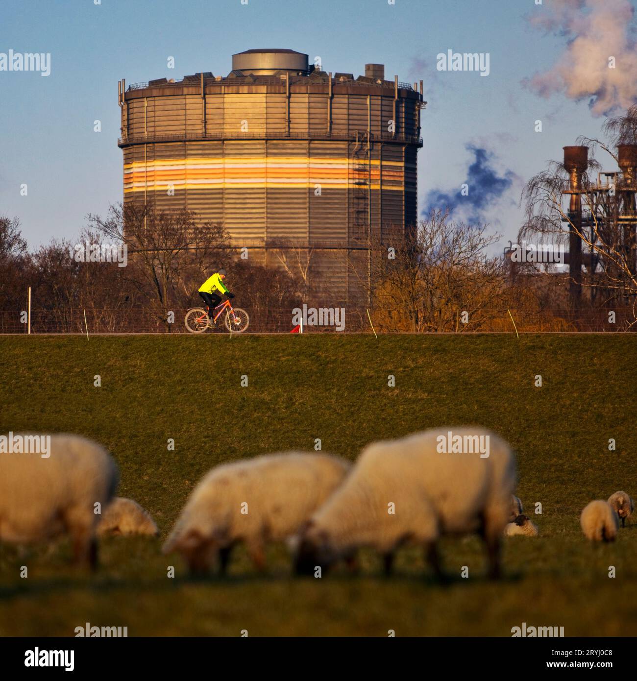 Schafe auf den Rheinwiesen mit Radfahrern und Industrie von ThyssenKrupp Steel, Duisburg, Deutschland Stockfoto