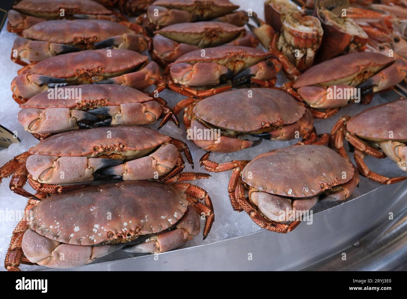 Frische Krabben zum Verkauf auf dem Fischmarkt in Trouville-sur-Mer, Frankreich, Französisch, Normandie, 2023 Stockfoto