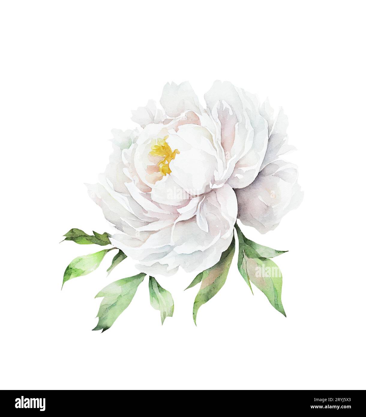 Aquarellillusrtation eines isolierten weißen Pfingstrosenblütenkopfs Stockfoto