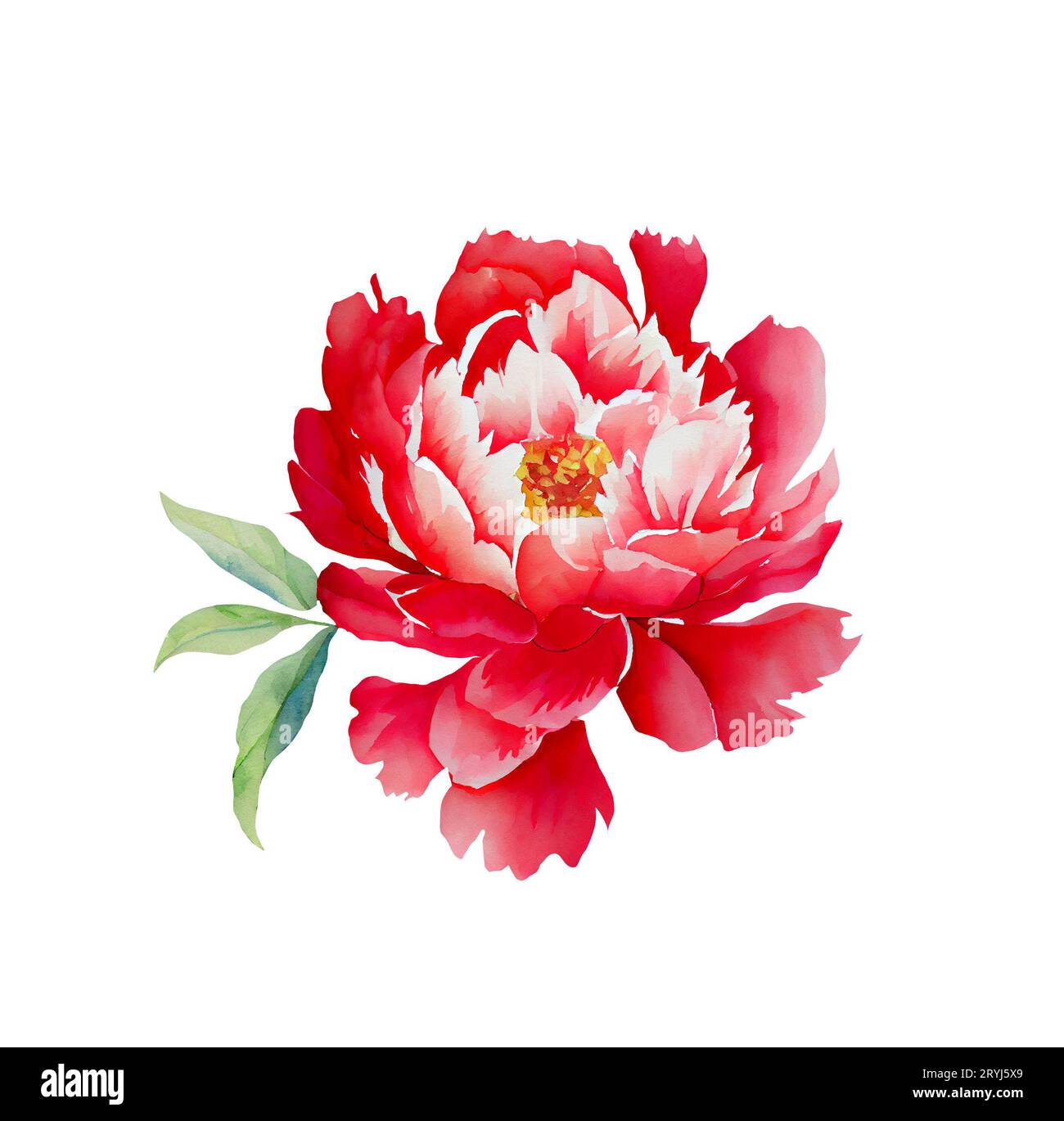 Aquarellillusrtation eines isolierten roten Pfingstrosenblütenkopfs Stockfoto