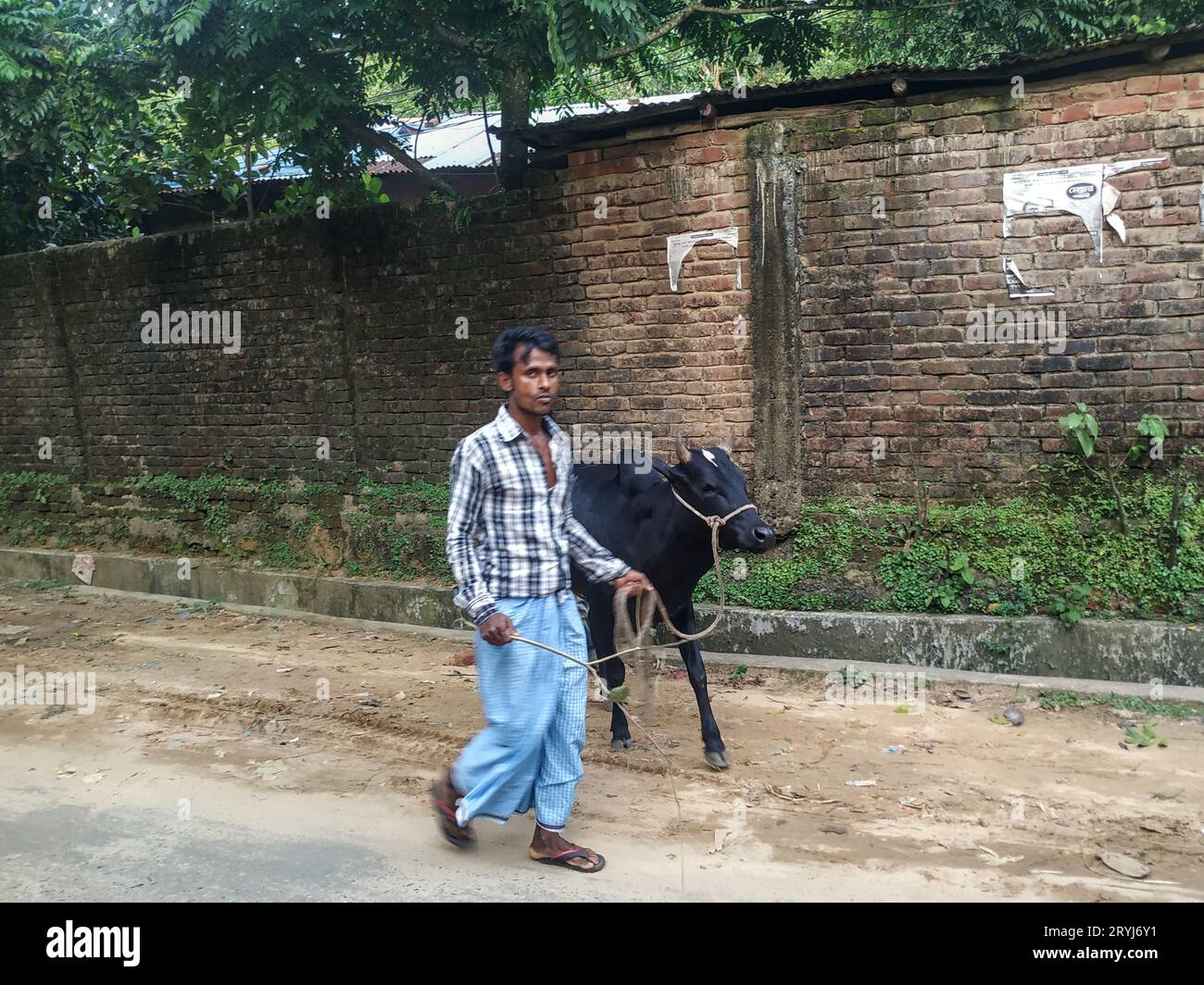 Dieser Mann trägt eine Kuh für die muslimische Opferfeier Qurbani Stockfoto