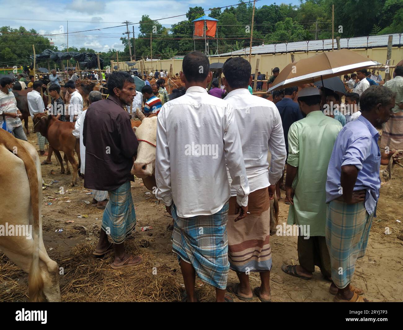 Das ist der qurbani Kuh- und Büffelmarkt Stockfoto