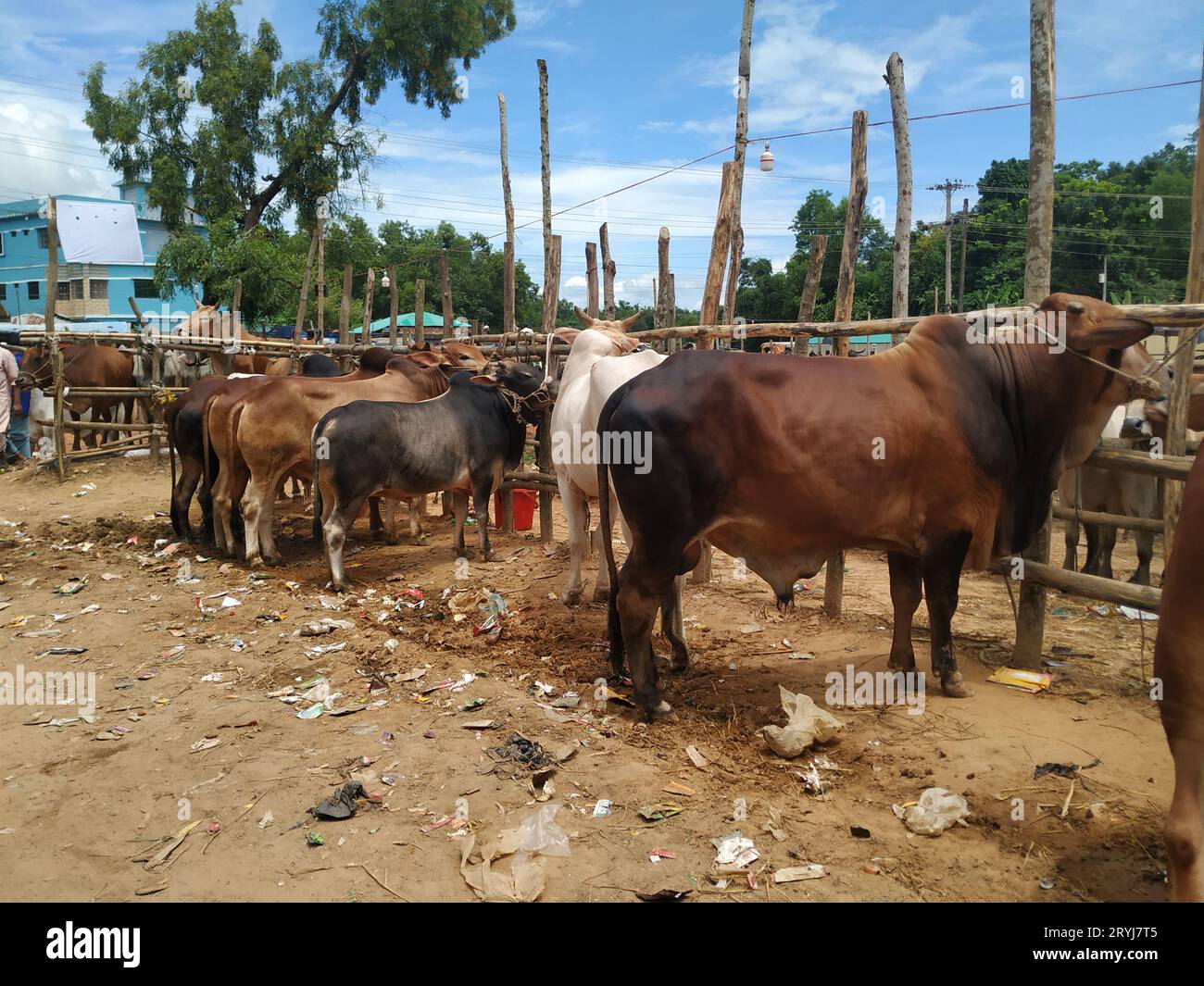 Das ist der qurbani Kuh- und Büffelmarkt Stockfoto