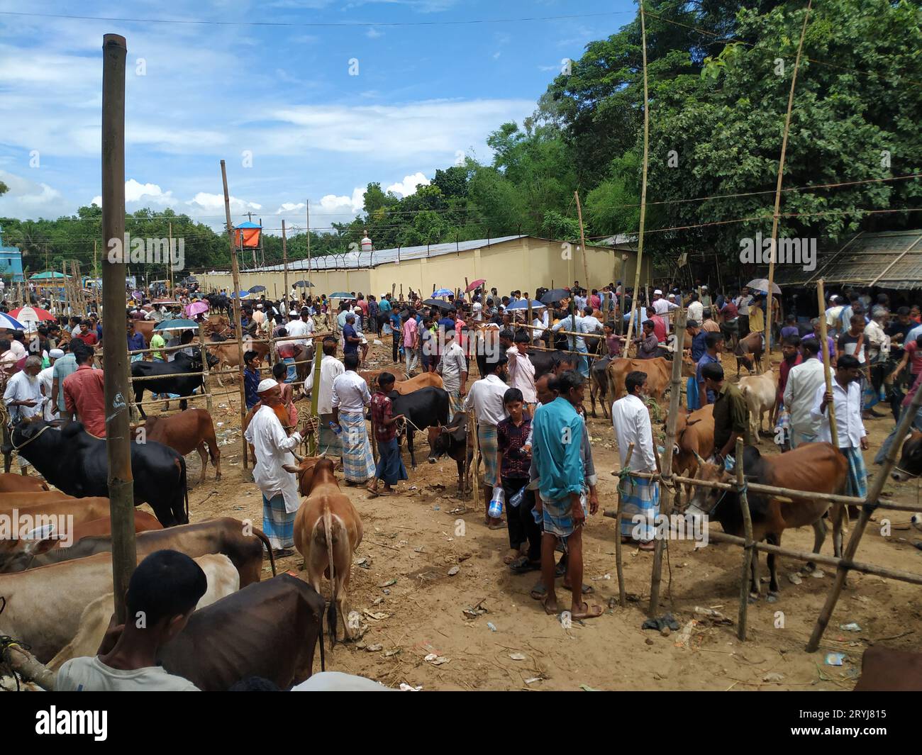 Das ist der qurbani Kuh- und Büffelmarkt Stockfoto