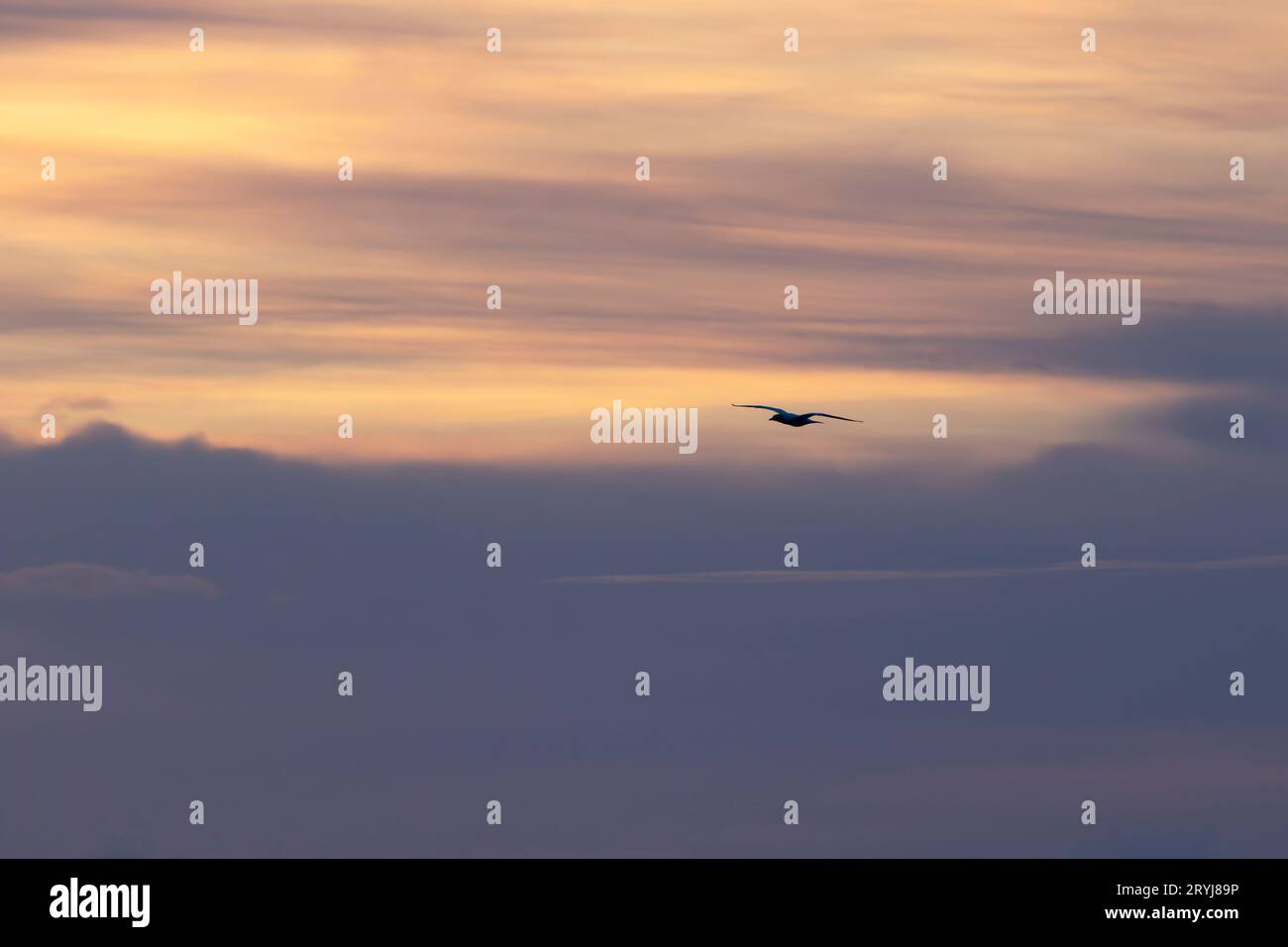 Sonnenaufgang Himmel Hintergrund ist flüssige lila Töne mit einzelnen Vogel im Flug mit Standort in Cosy Corner, Bay of Fires, Tasmanien, Australien, auf Stockfoto