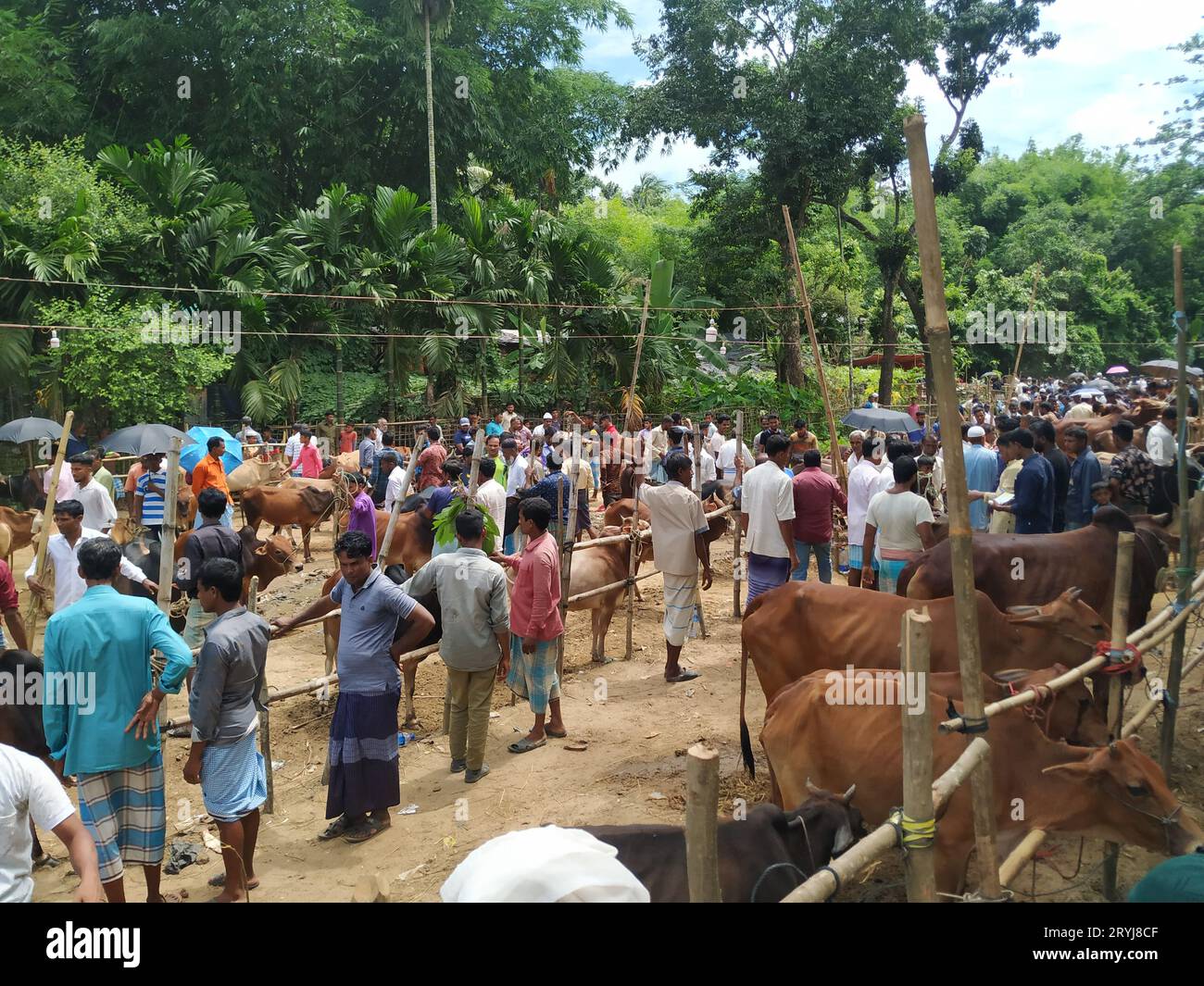 Das ist der qurbani Kuh- und Büffelmarkt Stockfoto