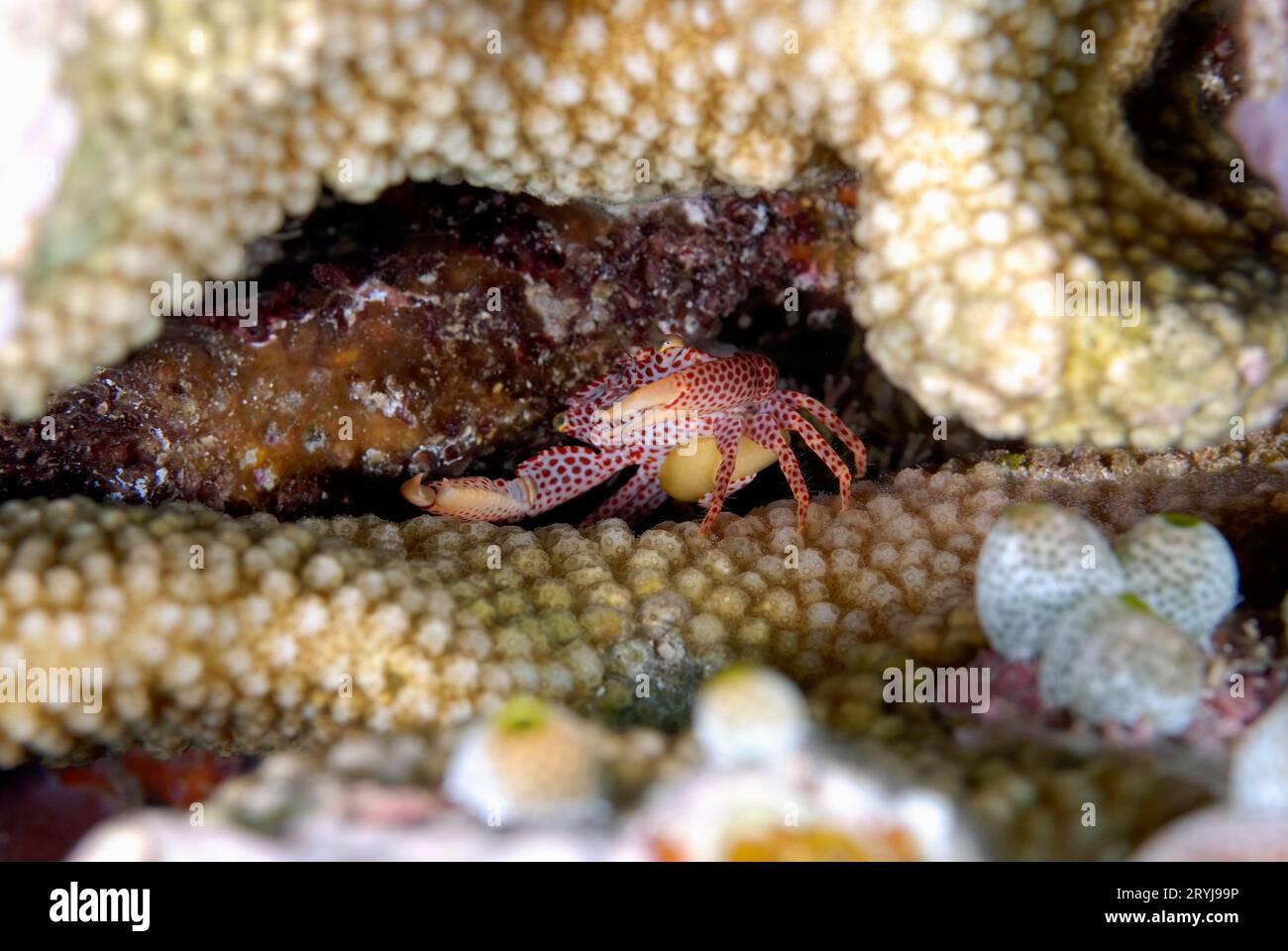 Ein Bild von einer rot gefleckten Korallenkrabbe Stockfoto