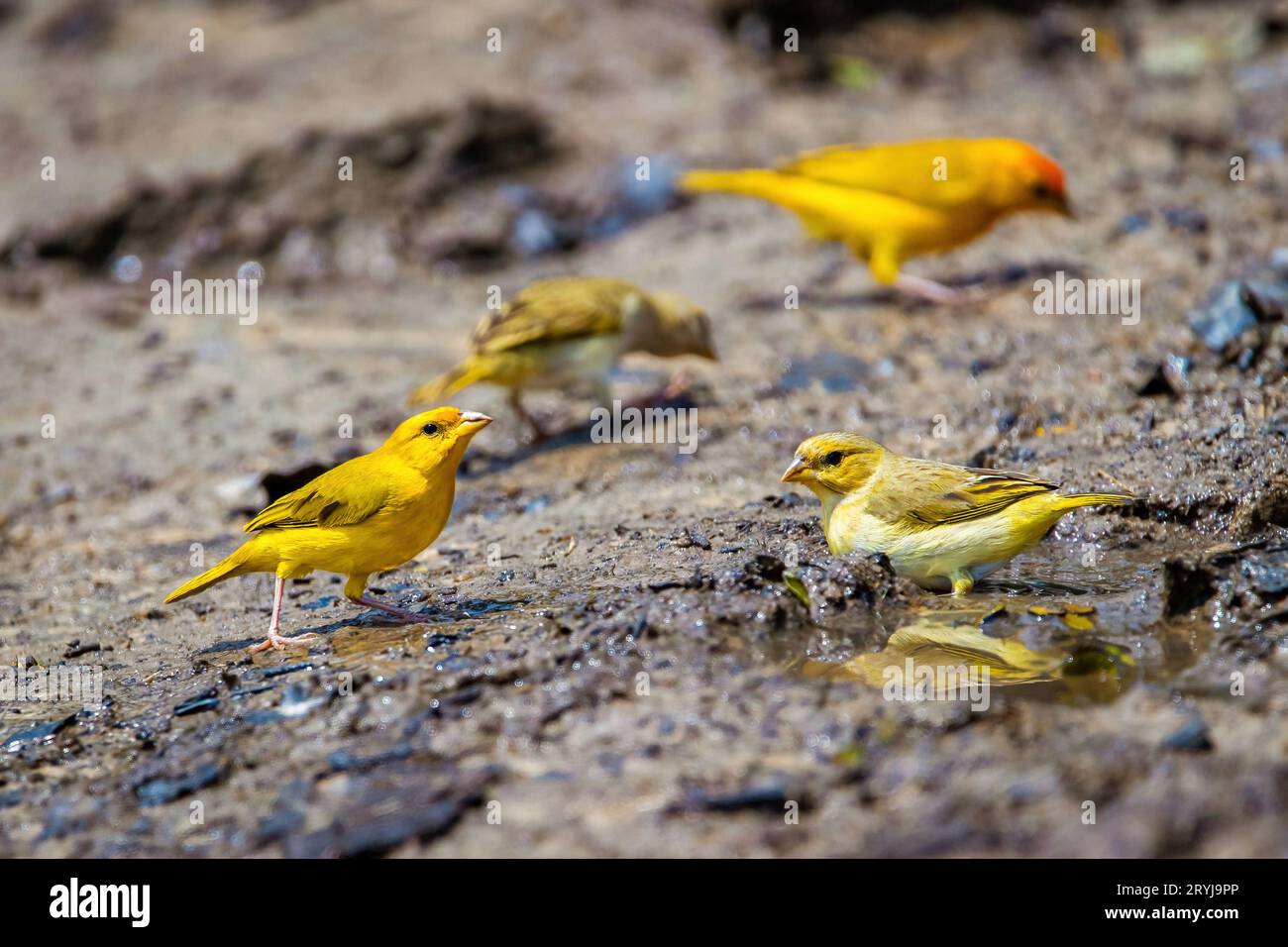 Orangefarbenes, gelbes finkenporträt mit niedlichem Vogel in freier Wildbahn Stockfoto