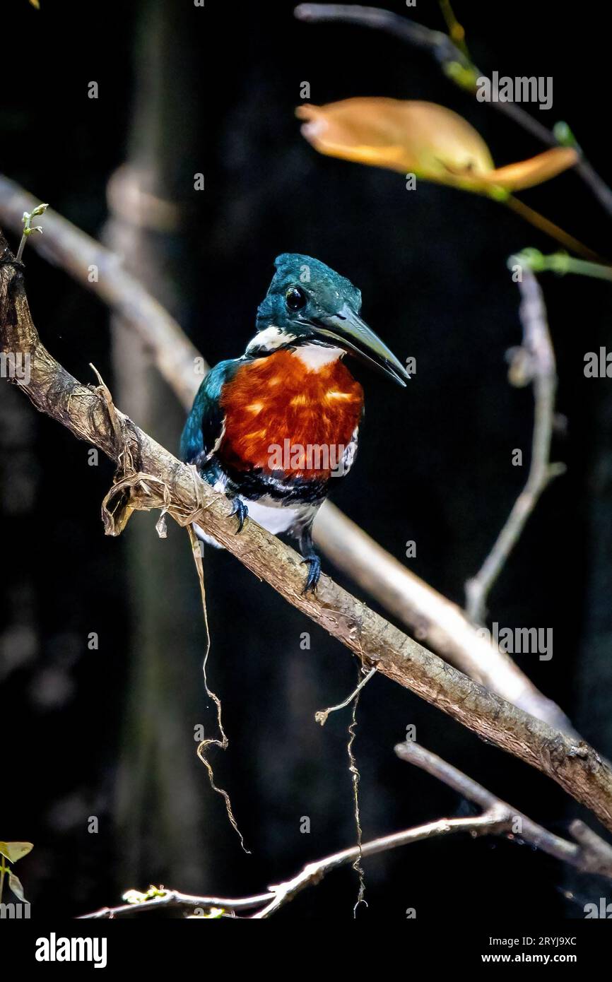 Amazonas-eisvogel-Nahaufnahme im wilden Regenwald Stockfoto