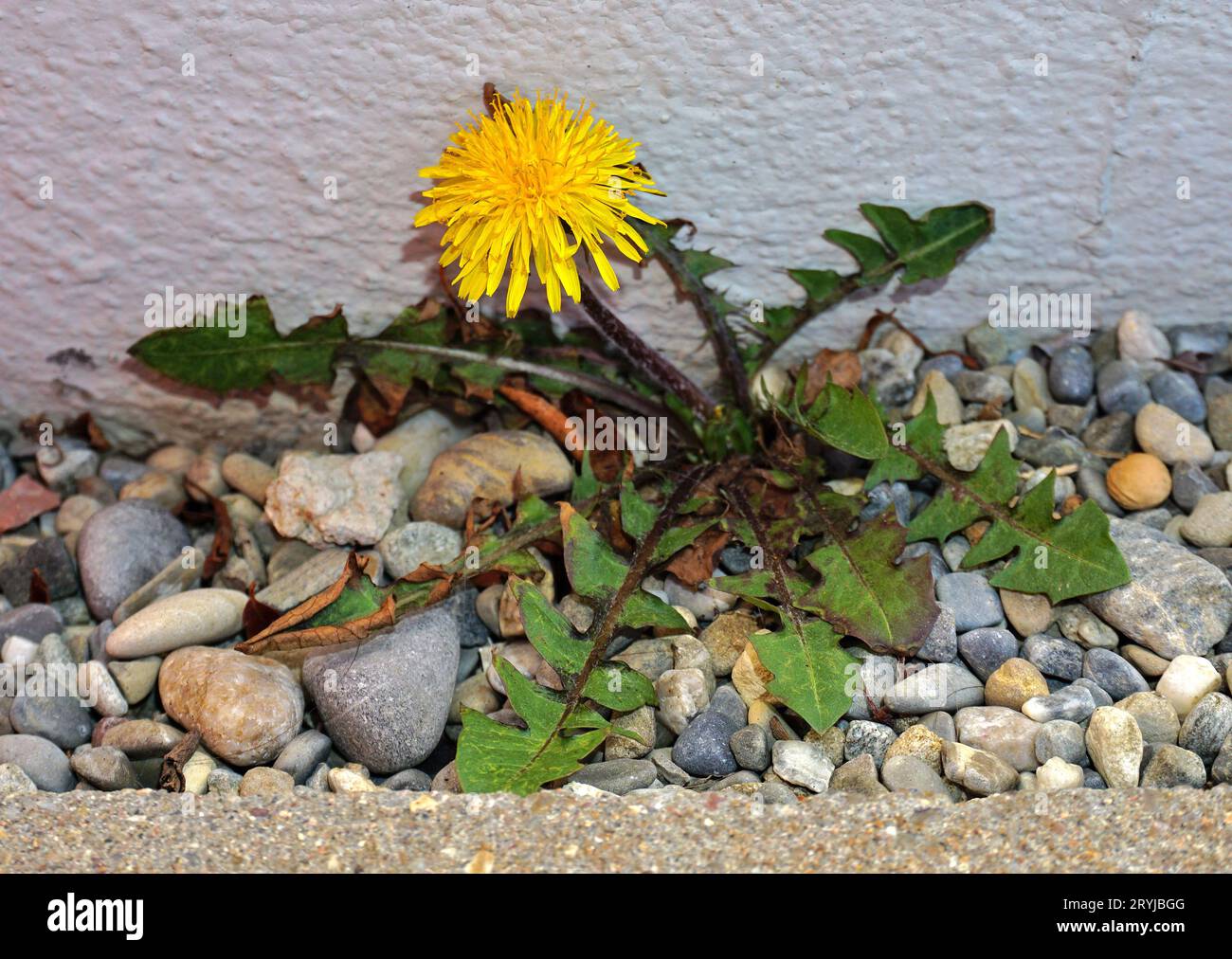 Löwenzahn wächst zwischen Kieselsteinen an einer Hauswand Stockfoto