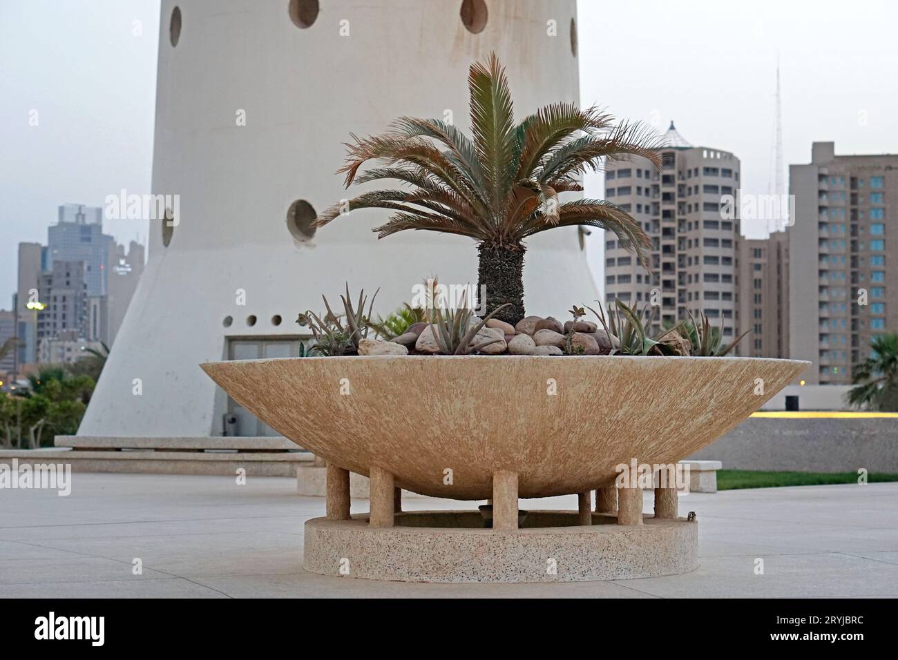 Eine einzige Palme im Topf Kuwait City Stockfoto