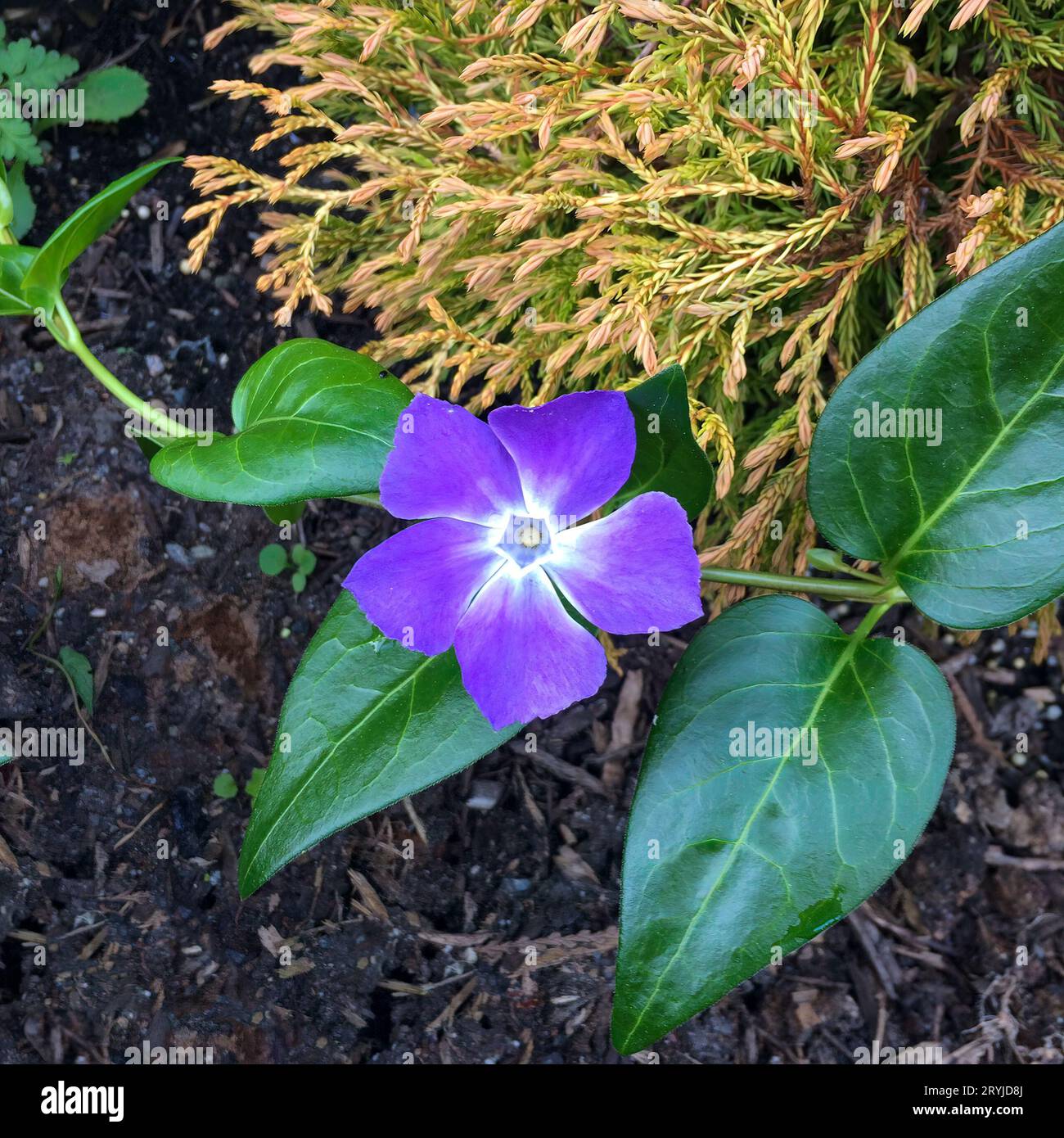 Violette Blume mit grünen Blättern auf schwarzem Boden Hintergrund Stockfoto