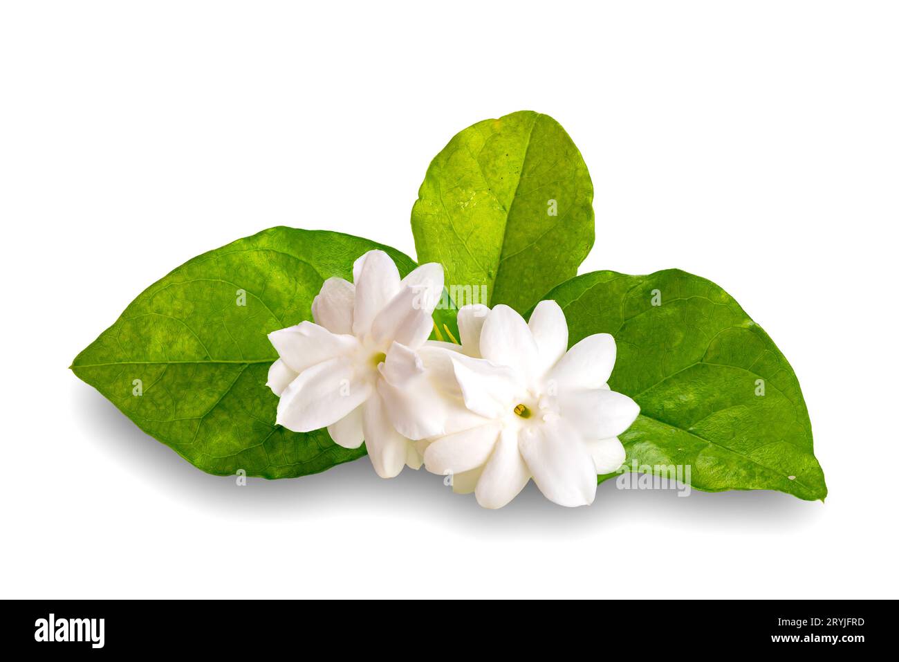 Nahaufnahme blühender Jasminblüten mit grünen Blättern isoliert auf weißem Hintergrund. Stockfoto