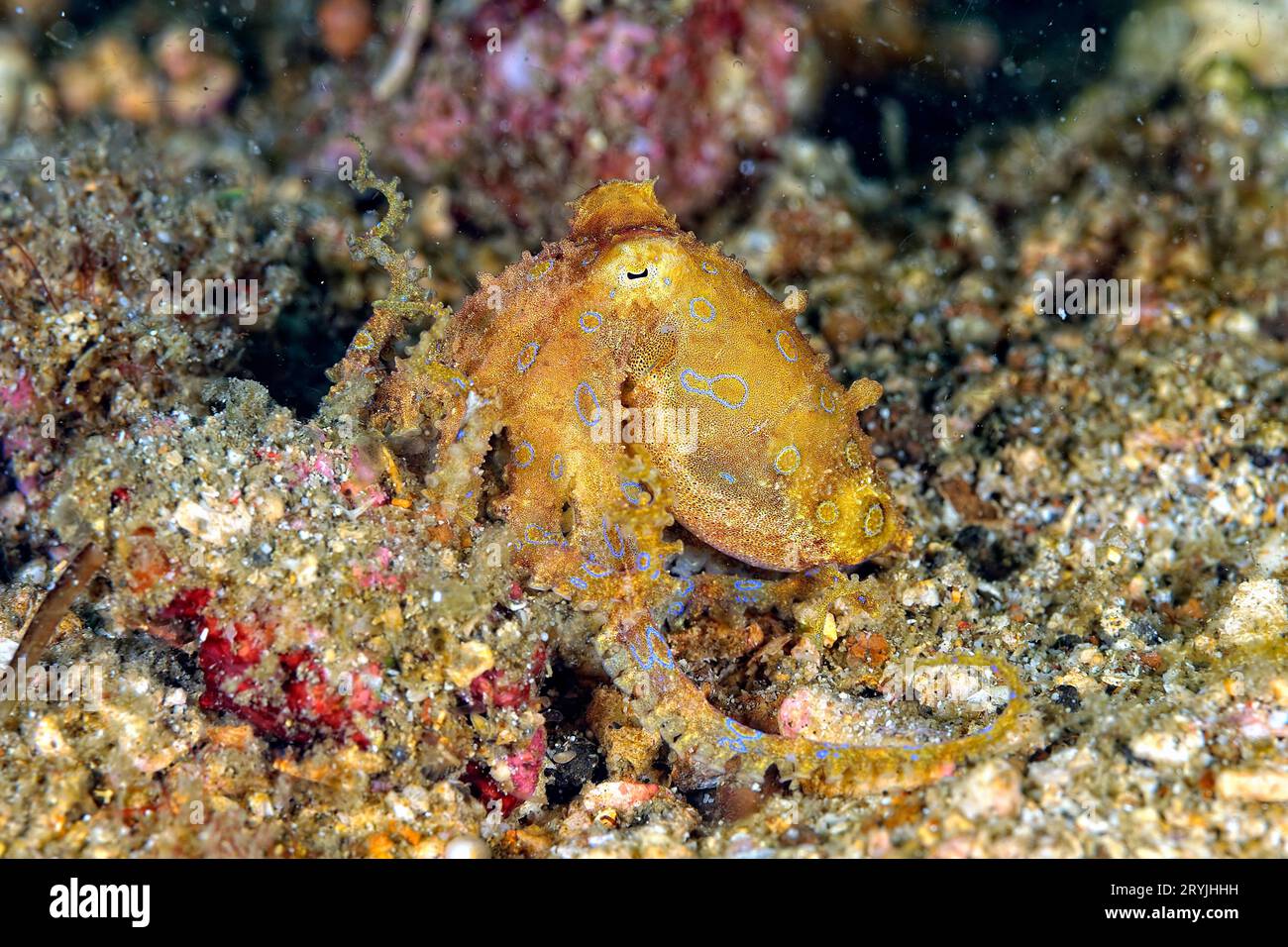 Ein Bild von einem blauen Ring-Oktopus Stockfoto