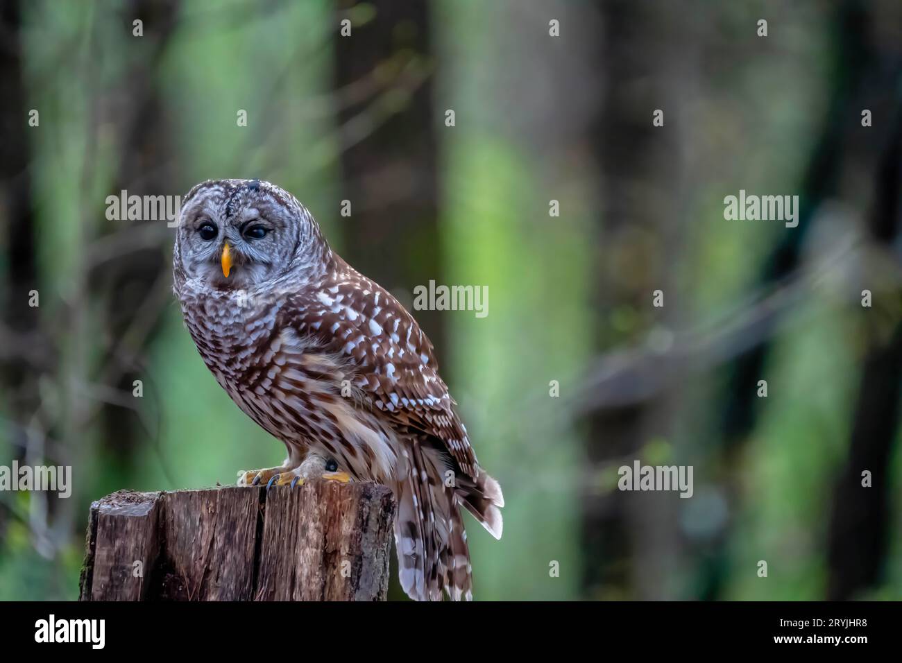 Barred Owl Sitzt Im Freien In Seiner Natürlichen Umgebung Stockfoto