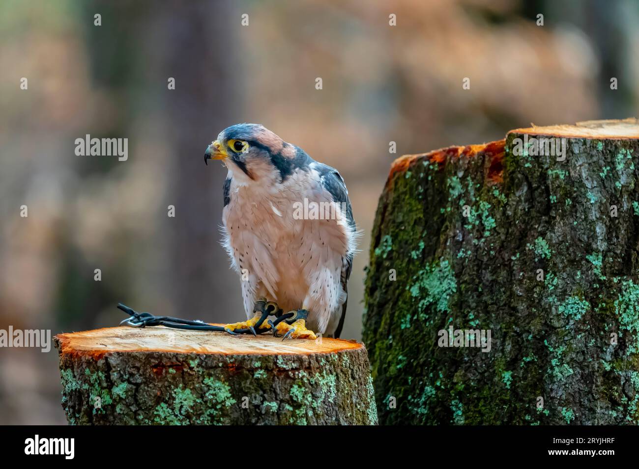 Lanner Falcon Liegt Im Freien In Seiner Natürlichen Umgebung Stockfoto