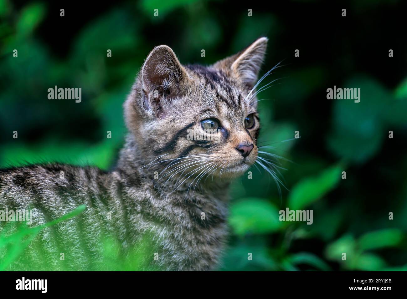 Schottische Wildkatze, Felis silvestris grampia Stockfoto