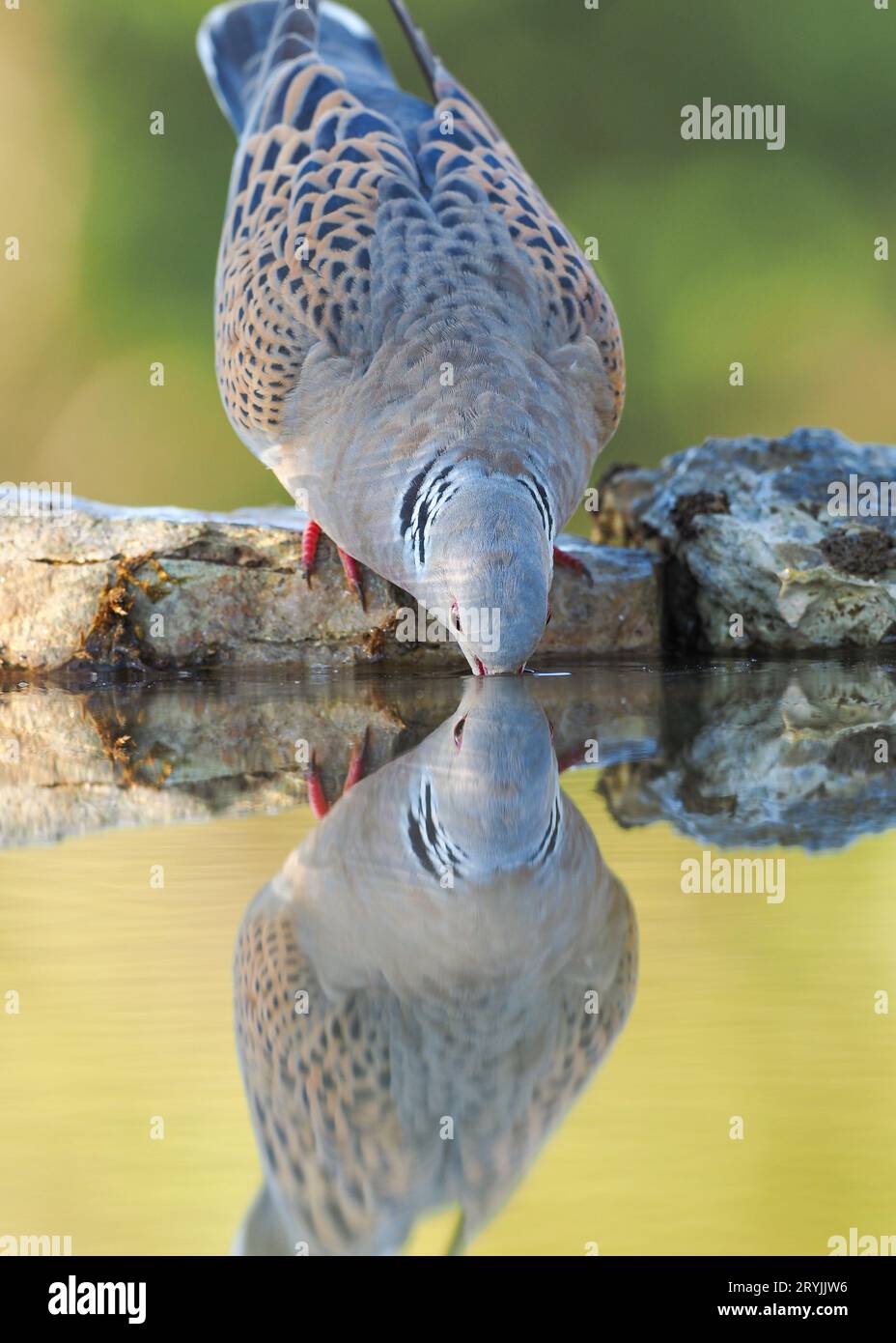 Turtle Dove Streptopelia Tutur Trinken aus Wasserbecken mit Reflexion. Erwachsenenvogel Frankreich Stockfoto