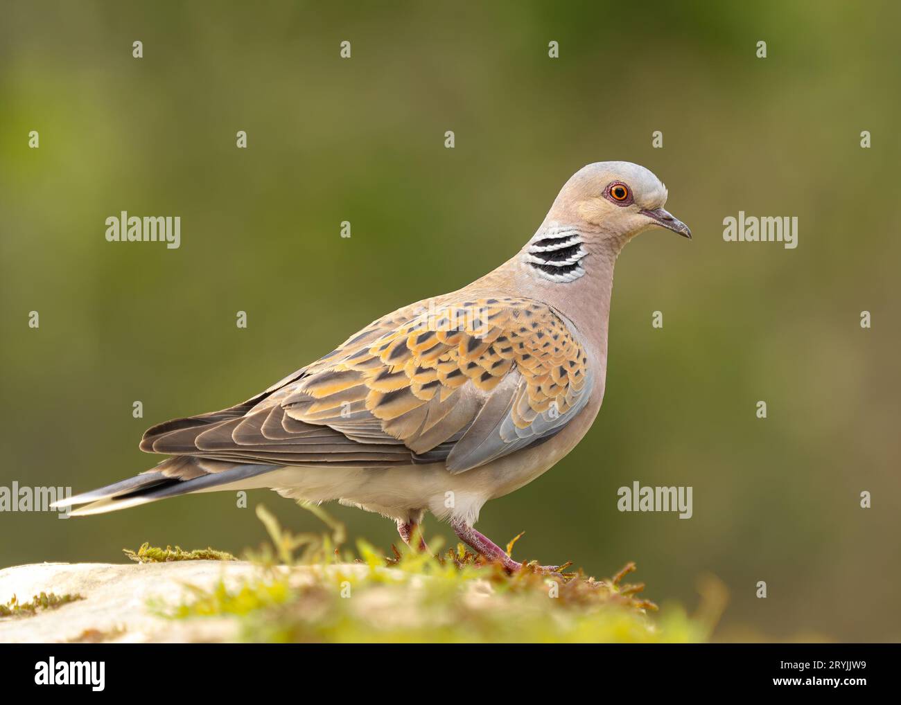 Turtle Dove Streptopelia Tutur in Ruhe auf Felsen. Erwachsenenvogel Frankreich Stockfoto