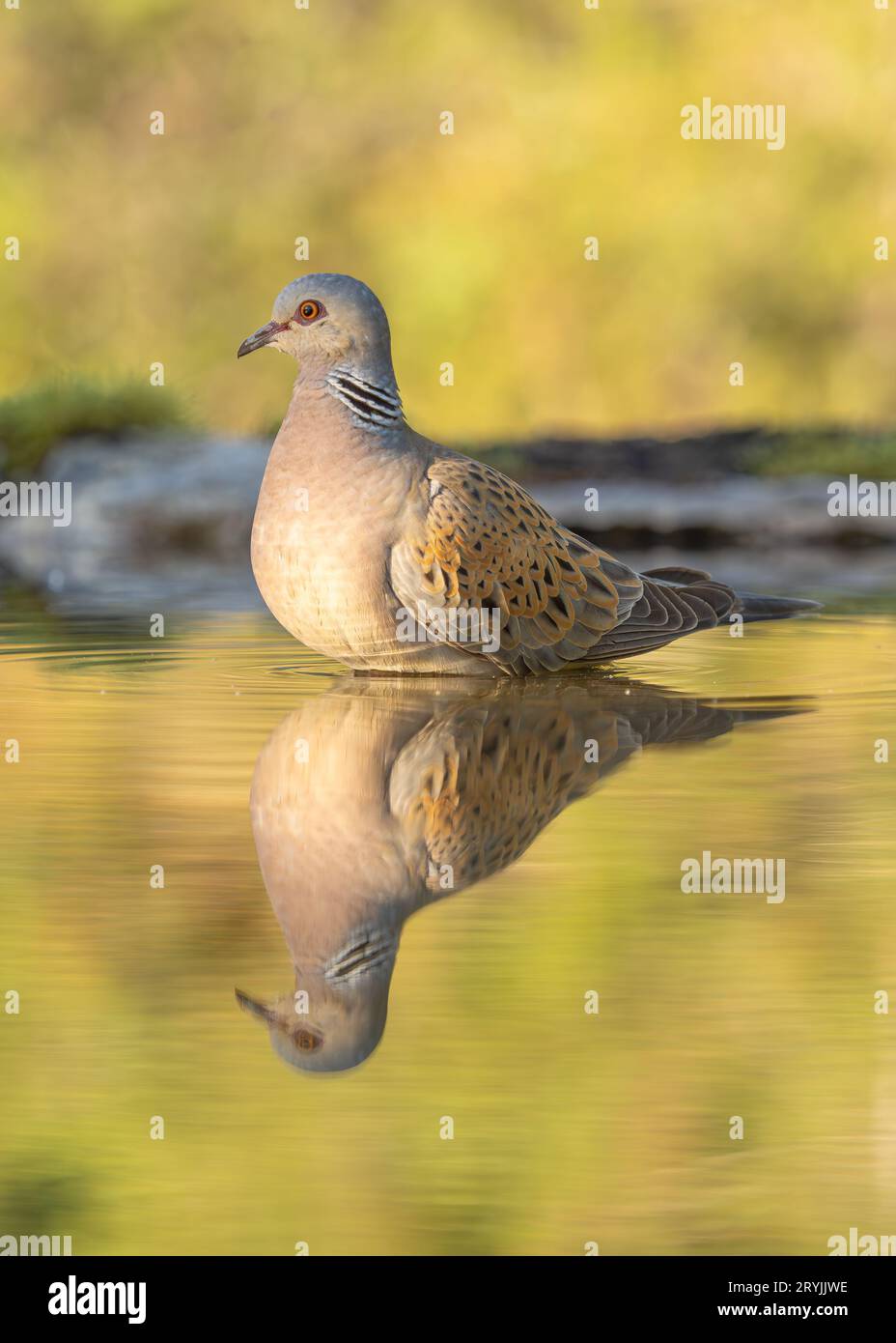 Turtle Dove Streptopelia Tutur im Wasser (Reflexionspool), Baden. Erwachsener Vogel, Frankreich Stockfoto
