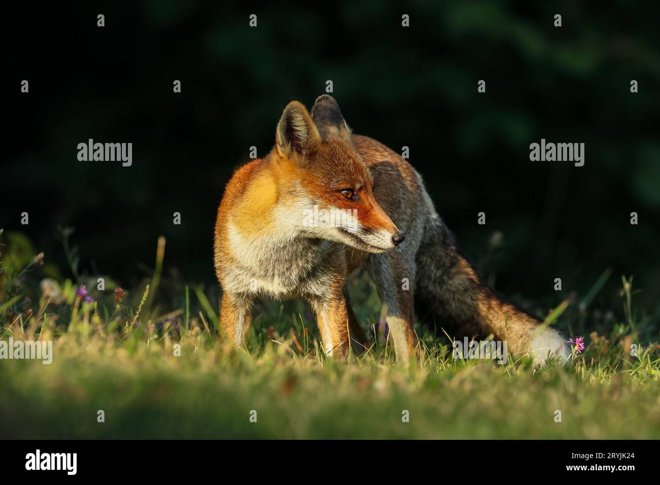 Nahaufnahme des Rotfuchses zwischen Tag und Nacht ... Zwischen Lichtern und Schatten Stockfoto