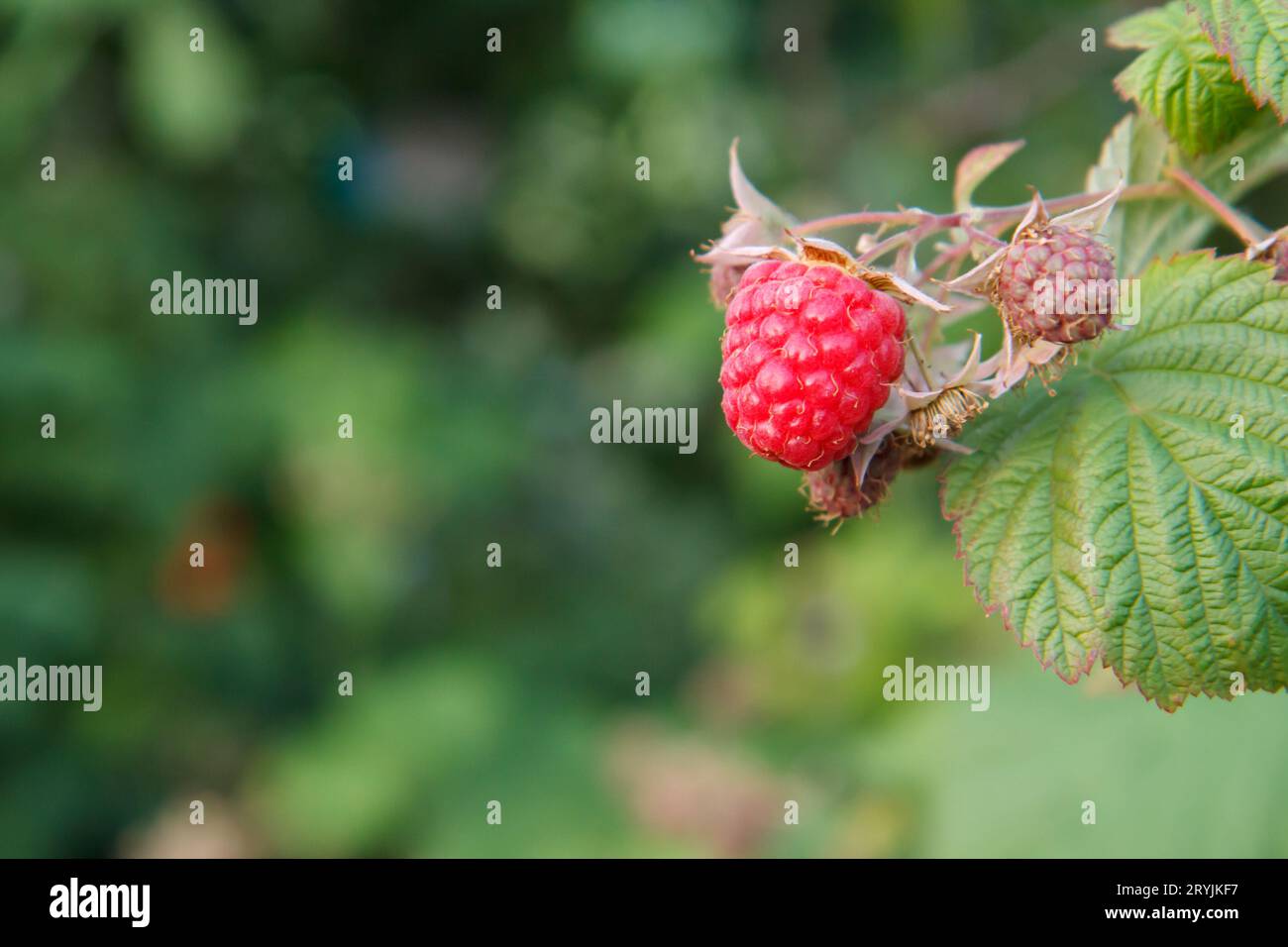 Nahaufnahme der reifen Himbeere im Obstgarten. Stockfoto