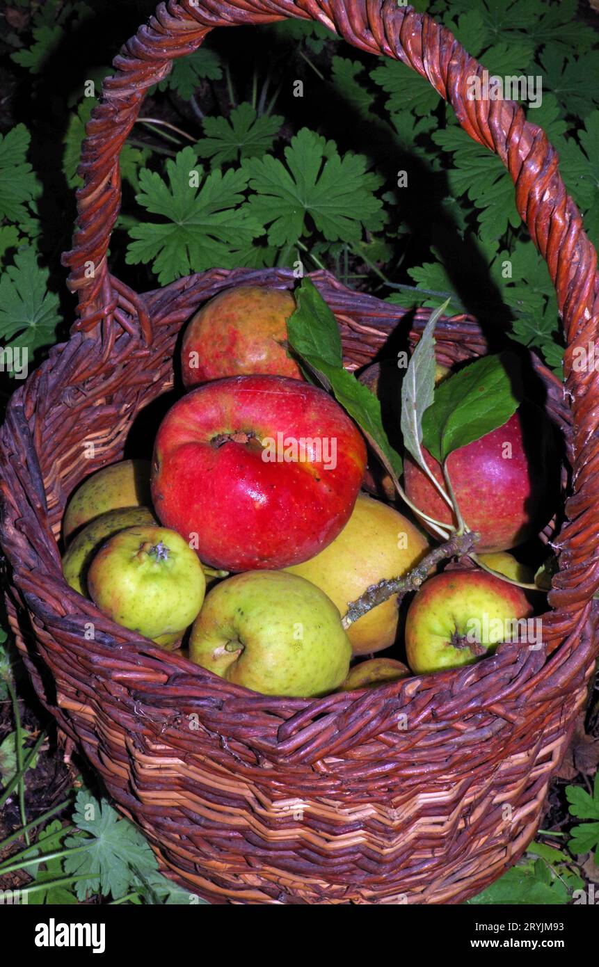 Apple Harvest. Stockfoto