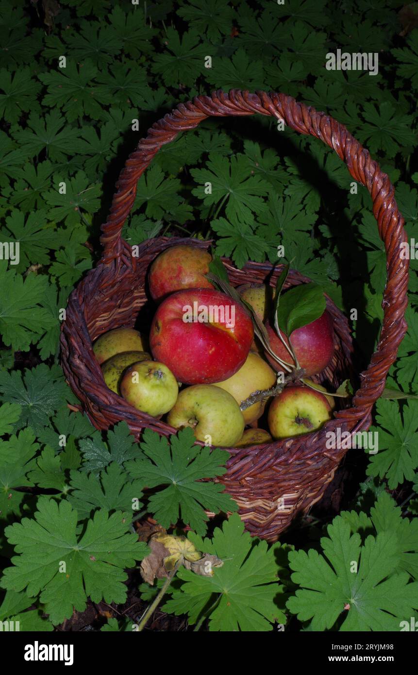 Apple Harvest. Stockfoto