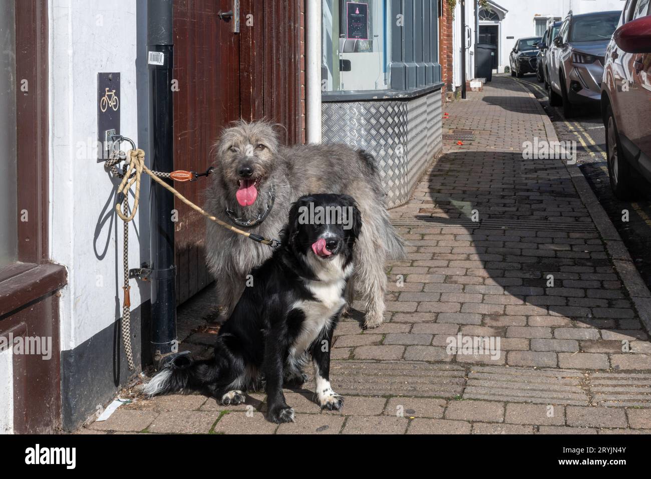 Zwei Hunde gefesselt vor einem Laden in Hampshire, England, Großbritannien. Ein Border Collie und ein irischer Wolfhound-Welpe Stockfoto