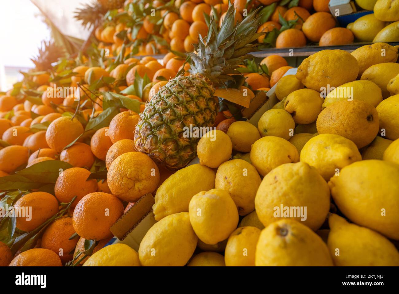 Viele Öko-Zitronen und Orangen auf dem Stadtmarkt. Stockfoto
