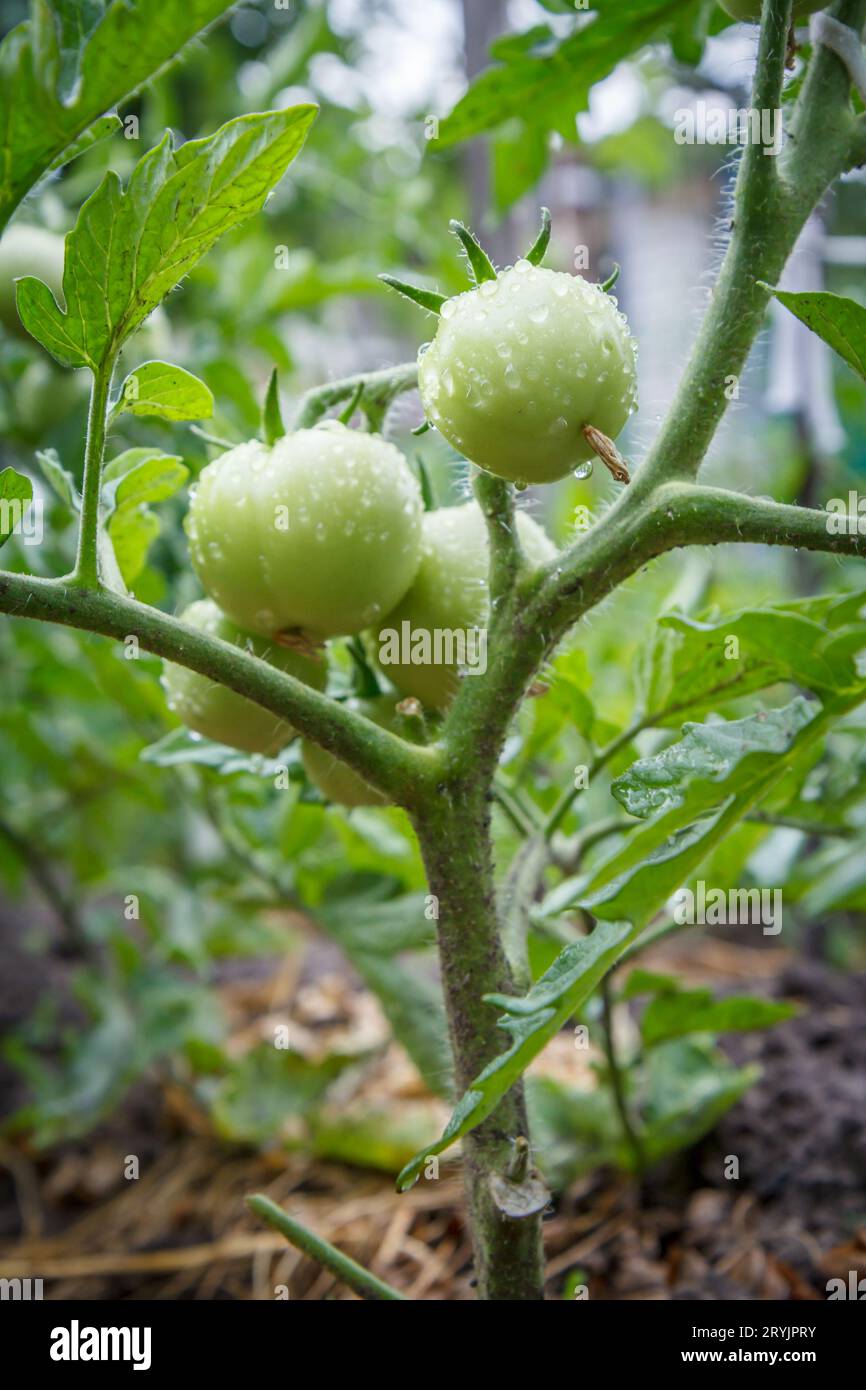 Unreife grüne Tomaten wachsen auf Busch im Garten. Stockfoto