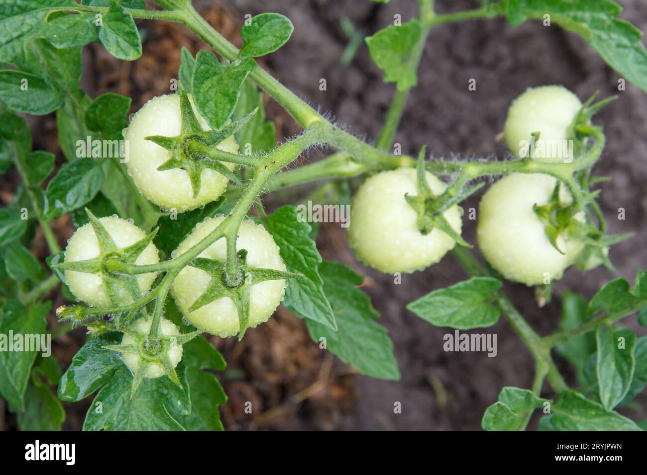 Unreife grüne Tomaten wachsen auf Busch im Garten. Stockfoto