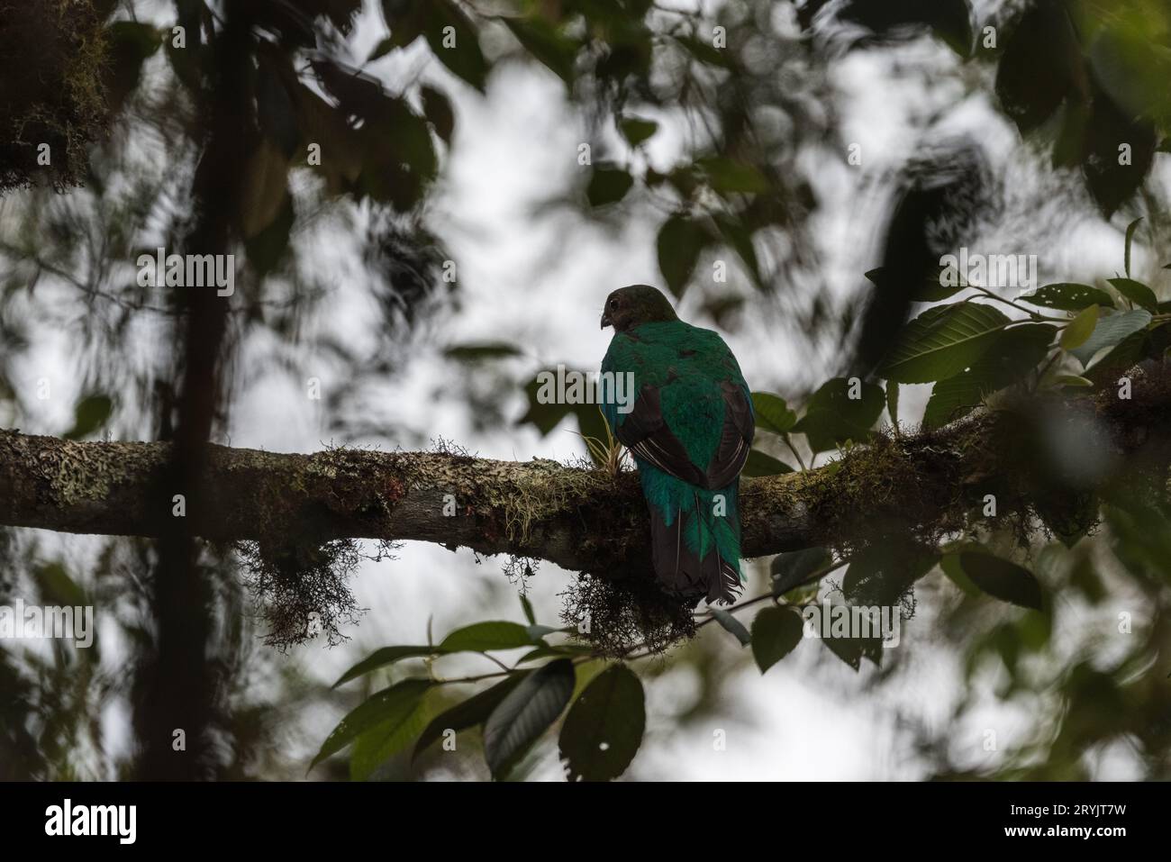Weibliches, goldköpfiges Quetzl (Pharomachrus auriceps), das in einem Baum in Ecuador sitzt Stockfoto