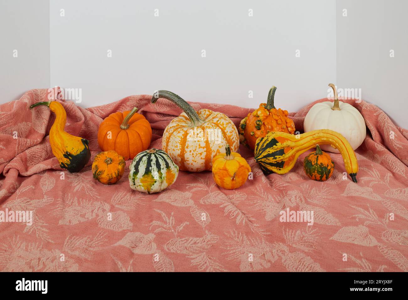 Happy Thanksgiving, es fühlt sich gut an, zu Hause zu sein, Kürbisse und Vogelscheuchen!!! Stockfoto