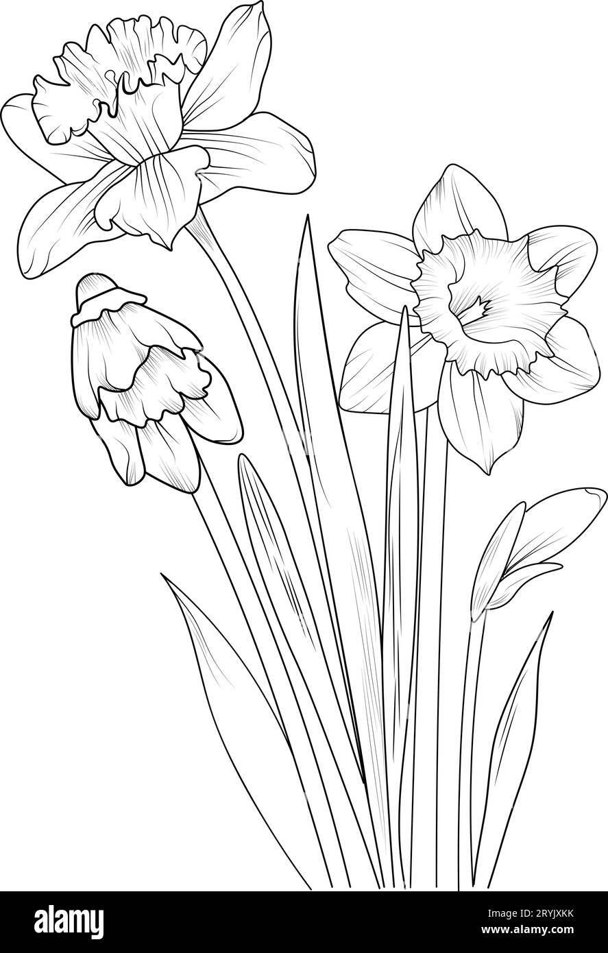 Narzissen Blume einfache Zeichnungen Narzissen Strichgrafik, Narzissen