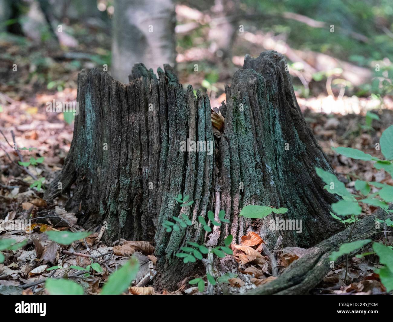 Es gibt Bäume im magischen Wald, die aus der Antike zu uns sprechen. Oder du kannst es auch Robin Hood Forest Therapy nennen. Schöne Beziehung. Stockfoto Es gibt Bäume im magischen Wald, die aus der Antike zu uns sprechen. Oder du kannst es auch Robin Hood Forest Therapy nennen. Schöne Beziehung. Stockfoto