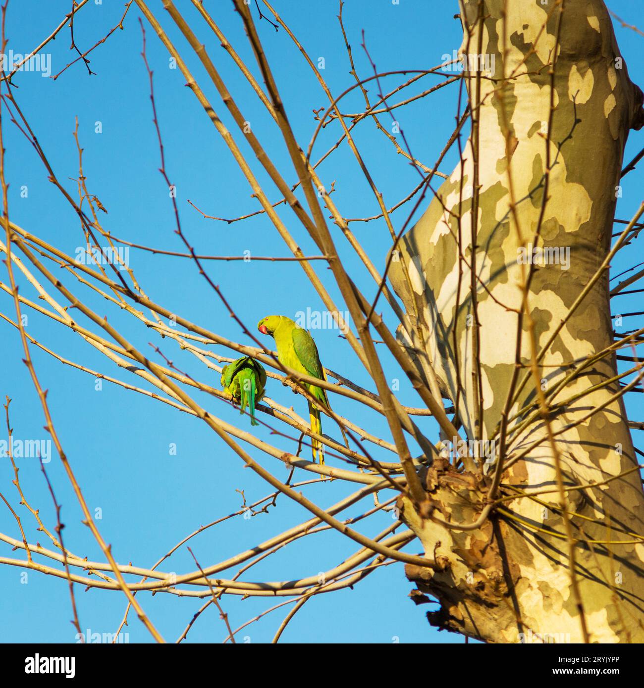 Leuchtend grüner Papagei auf einem grünen Baum im Frühling in Rom Stockfoto
