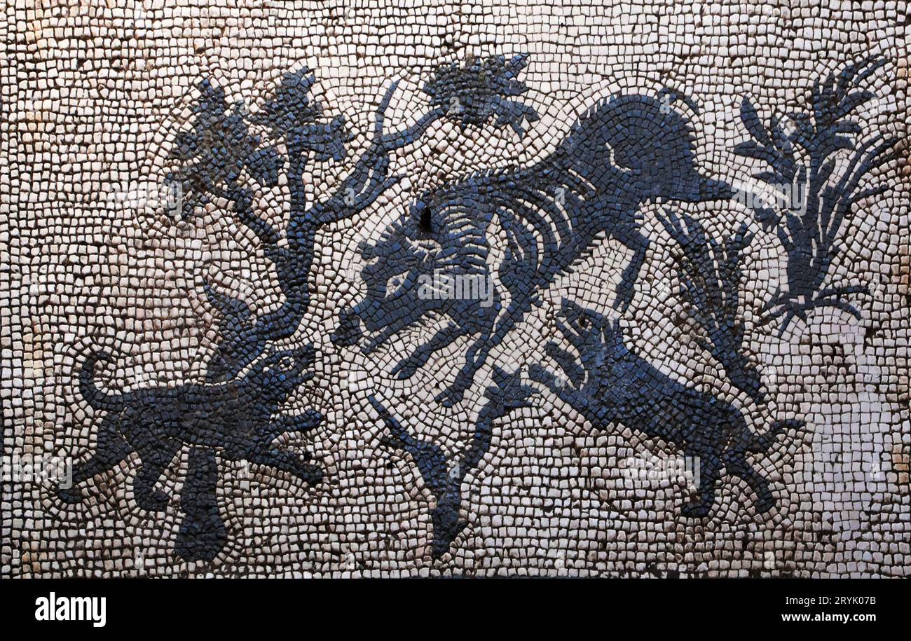 Hunde und Wildschweine auf dem antiken Mosaik von Pompeji, Italien Stockfoto