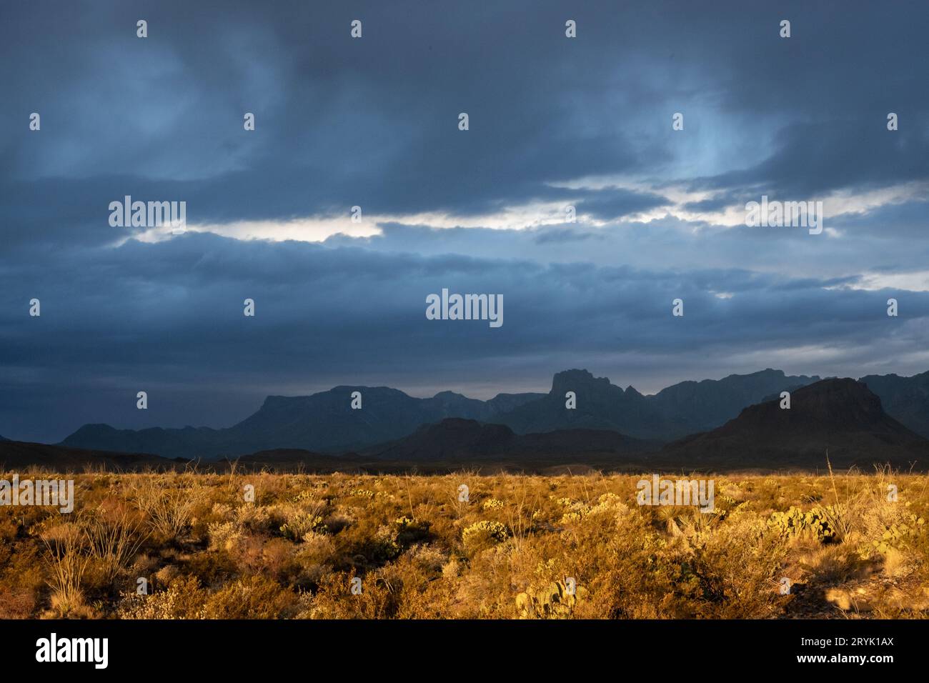 Die Chisos Mountains Bereiten Sich Auf Den Regensturm Vor, Während Sich Das Tal Im Morgenlicht Erwärmt Stockfoto