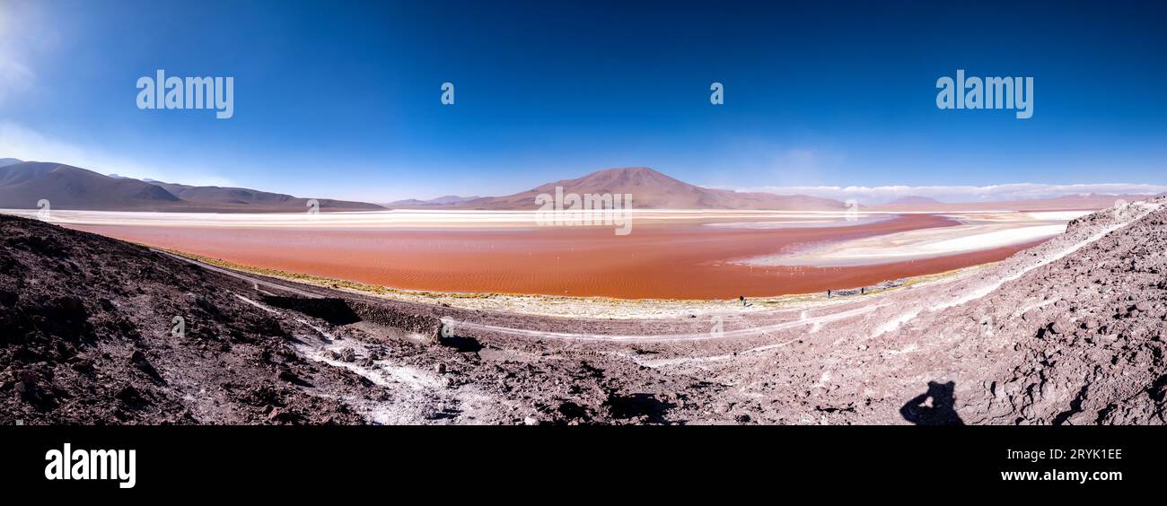 Wilde Fauna in der roten Lagune im bolivianischen altiplano Stockfoto