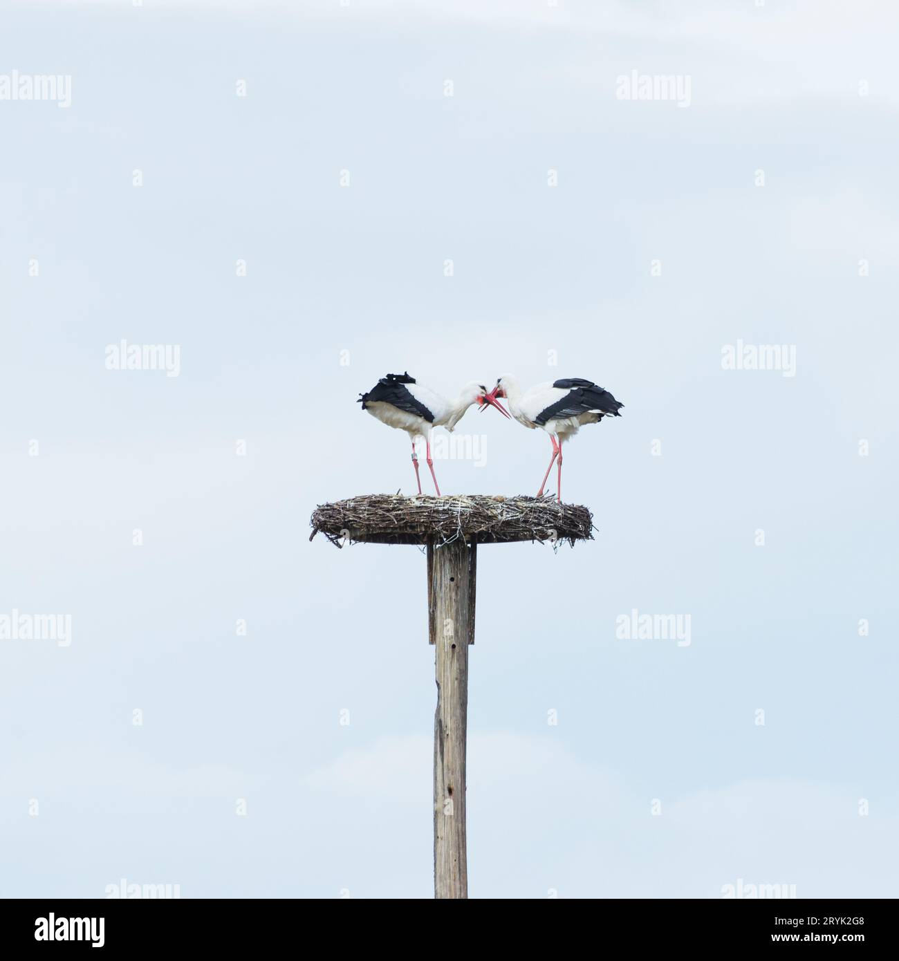 Zwei Freunde - Storchenpaar im Nest am blauen Himmel - Freunde Stockfoto